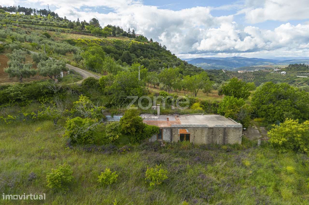 Terreno com olival, vinha e pastagem - Grande imagem: 5/33