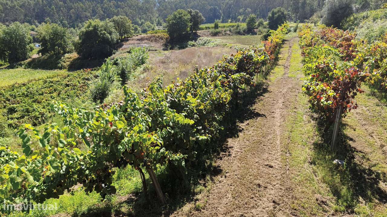 Terreno em Dornelas; Amares-4