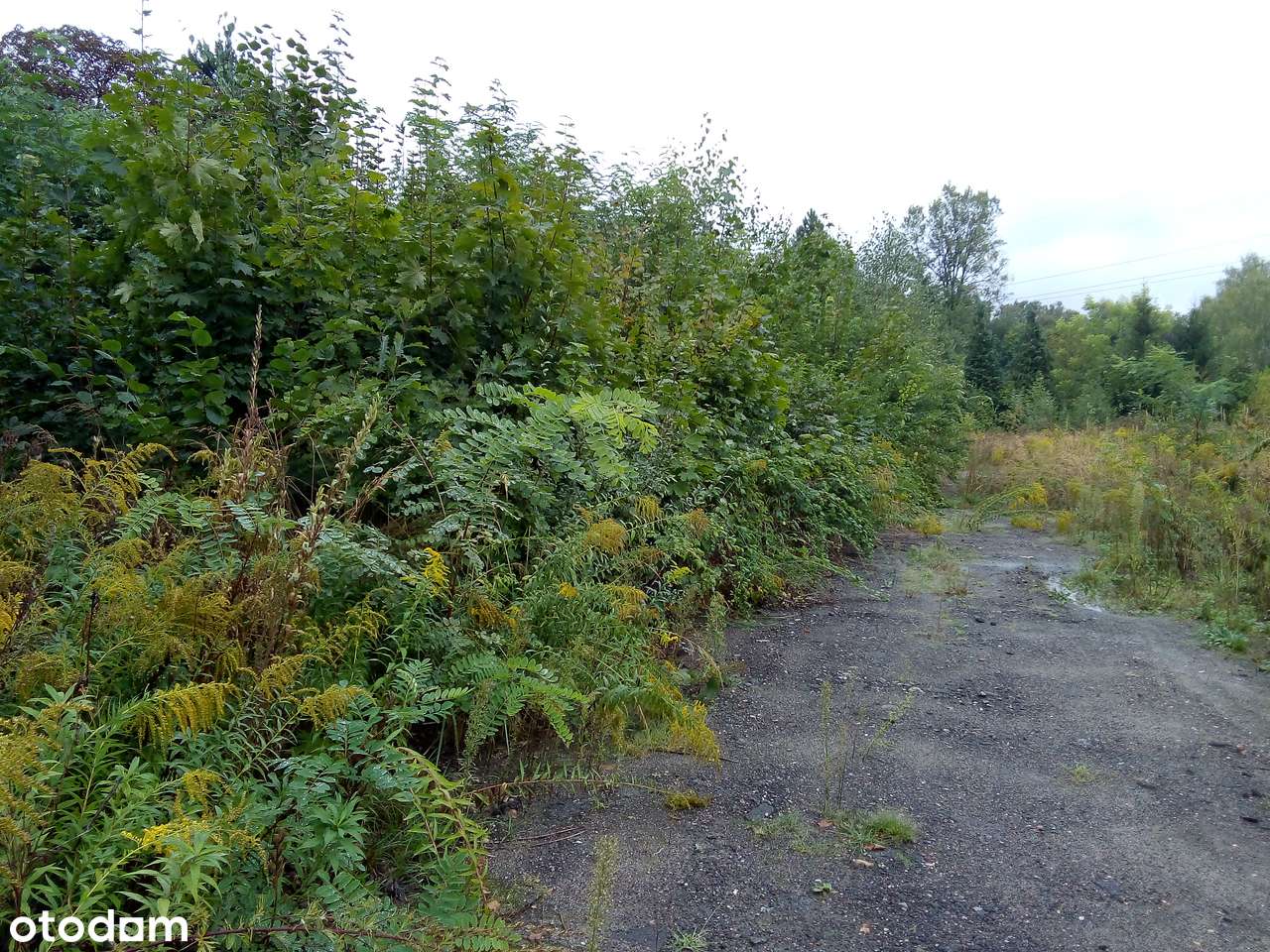 Działka inwestycylna w doskonałym miejscu - Pełny obrazek: 3/3