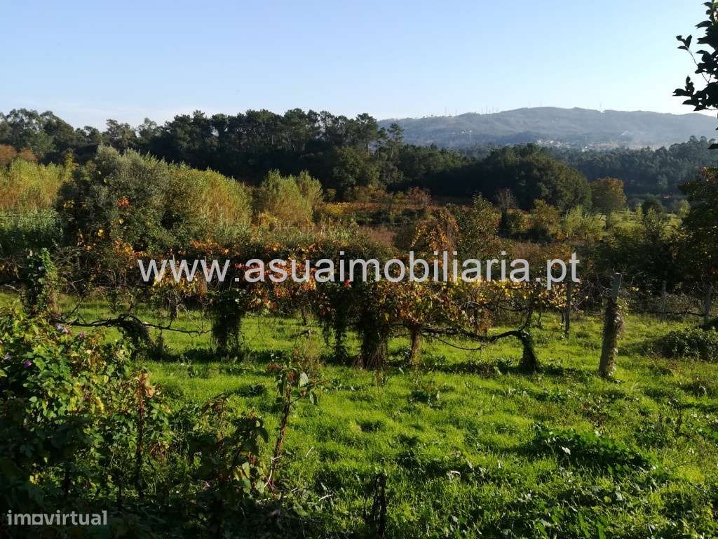 Terreno Agrícola - Ferreiros - Grande imagem: 4/7