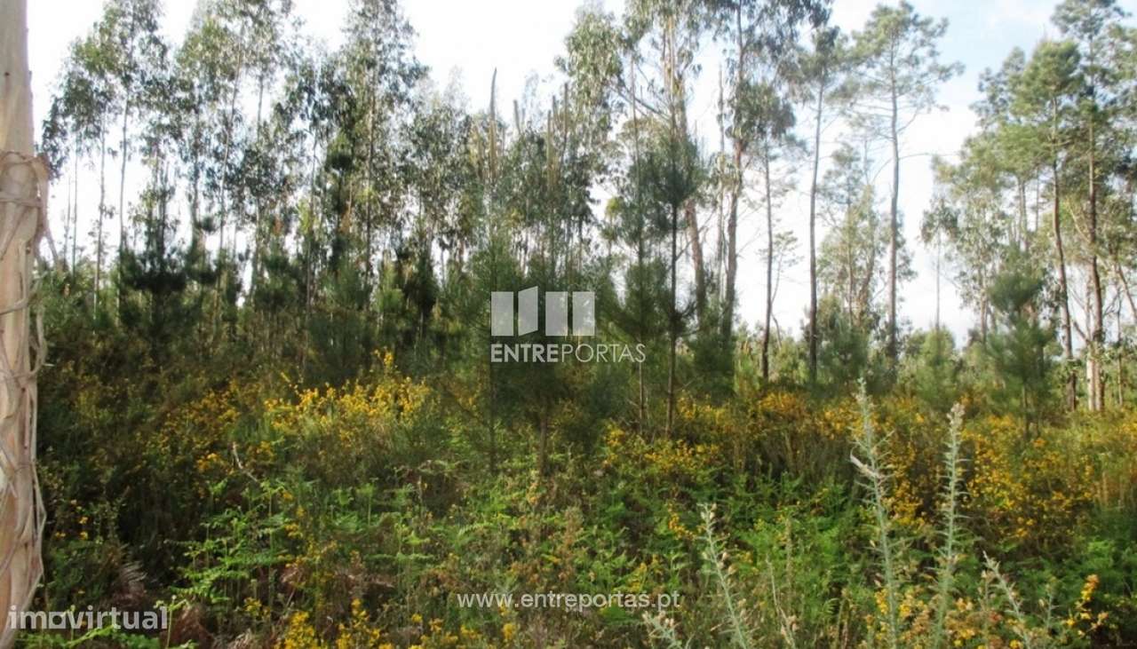 Venda de terreno florestal, Fragoso, Barcelos - Grande imagem: 2/4