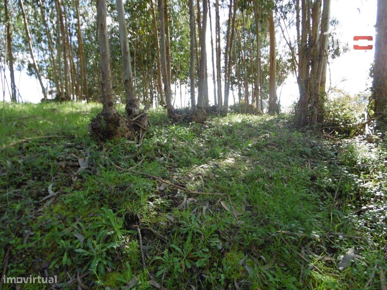 lote para moradia - Grande imagem: 2/6