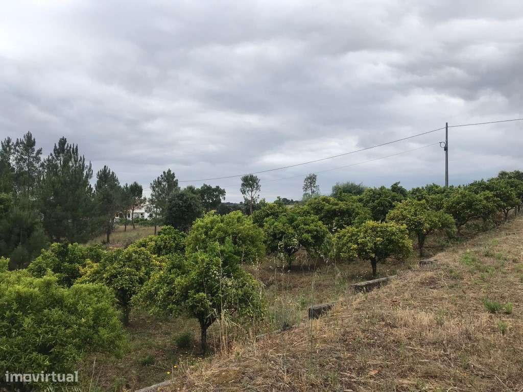 Quinta com casinha na Chancelaria, Torres Novas-15