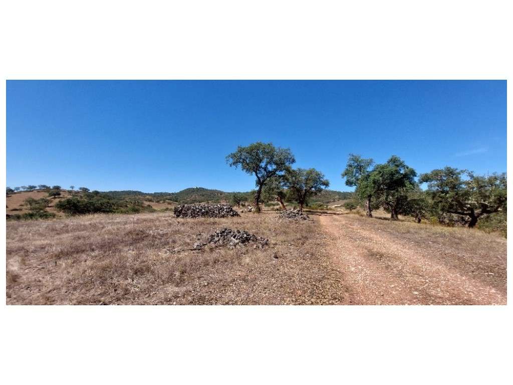 HERDADE 92 ha l Colos-44