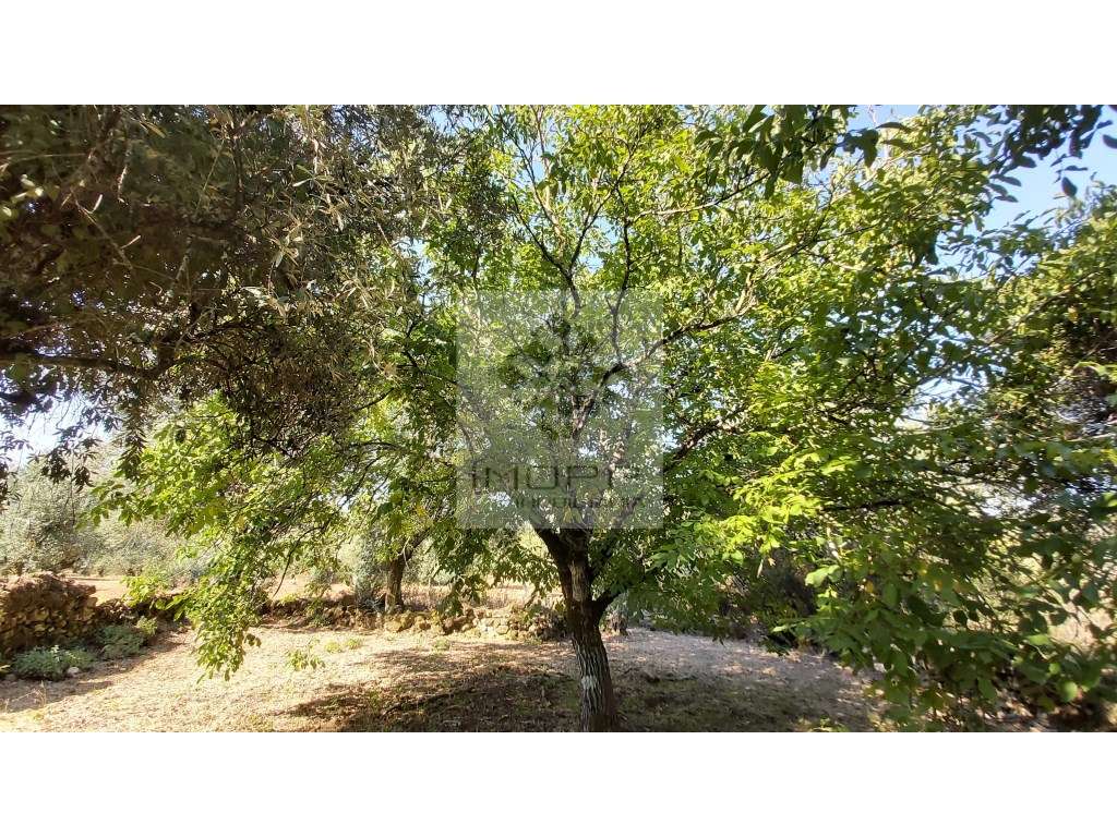 Magnífico lote com ruínas para reconstrução a gosto - Grande imagem: 5/21