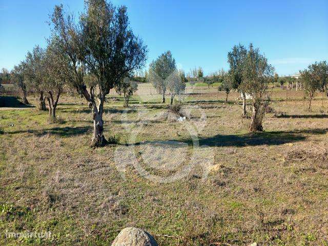 Terreno Rústico em Reguengos de Monsaraz - Grande imagem: 5/9