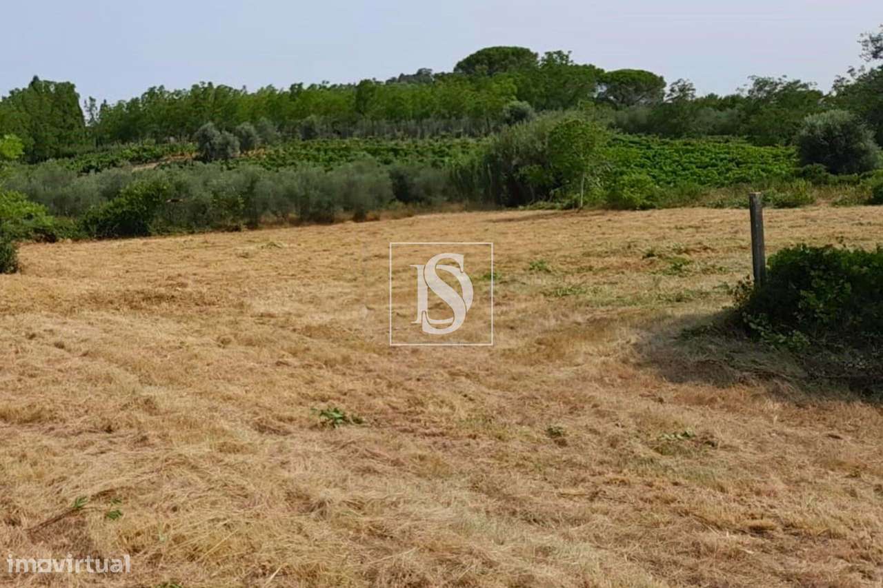 Terreno em Ventosa do Bairro - Grande imagem: 2/5