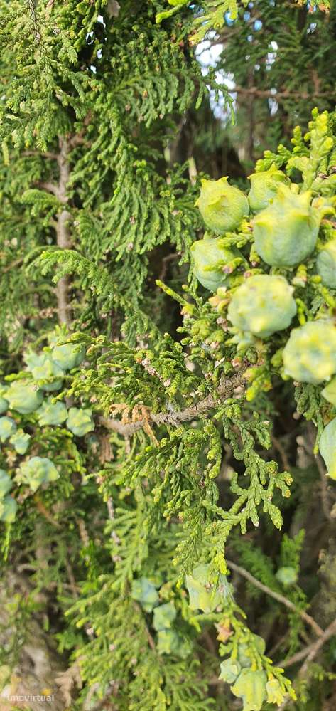 Quinta  5000m2 Viver no Campo Com a Cidade Por Perto Passil Alcochete-23