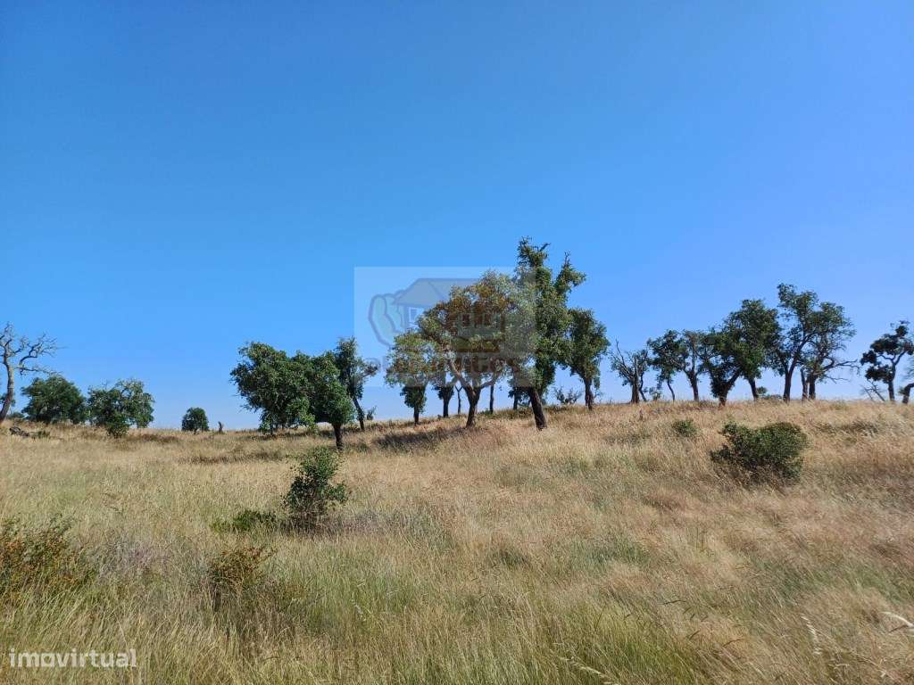 Terreno com 7 hectares - viabilidade para habitação e Turismo-10