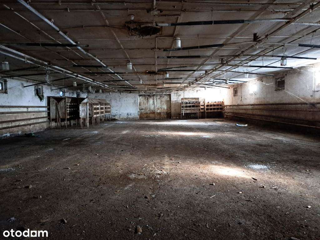 Hala/Magazyn, 965 m², Przyczyna Dolna - Pełny obrazek: 5/6