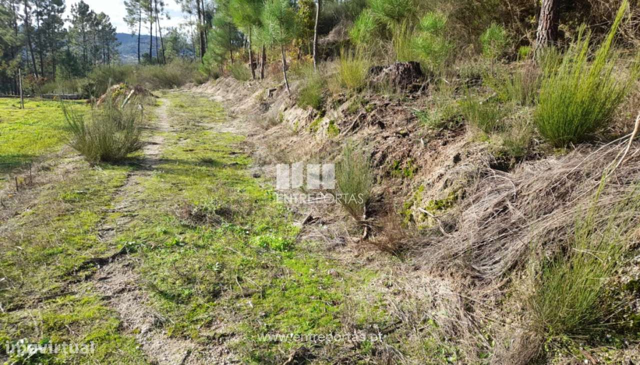 Venda Terreno, Salvador do Monte, Amarante - Grande imagem: 2/28