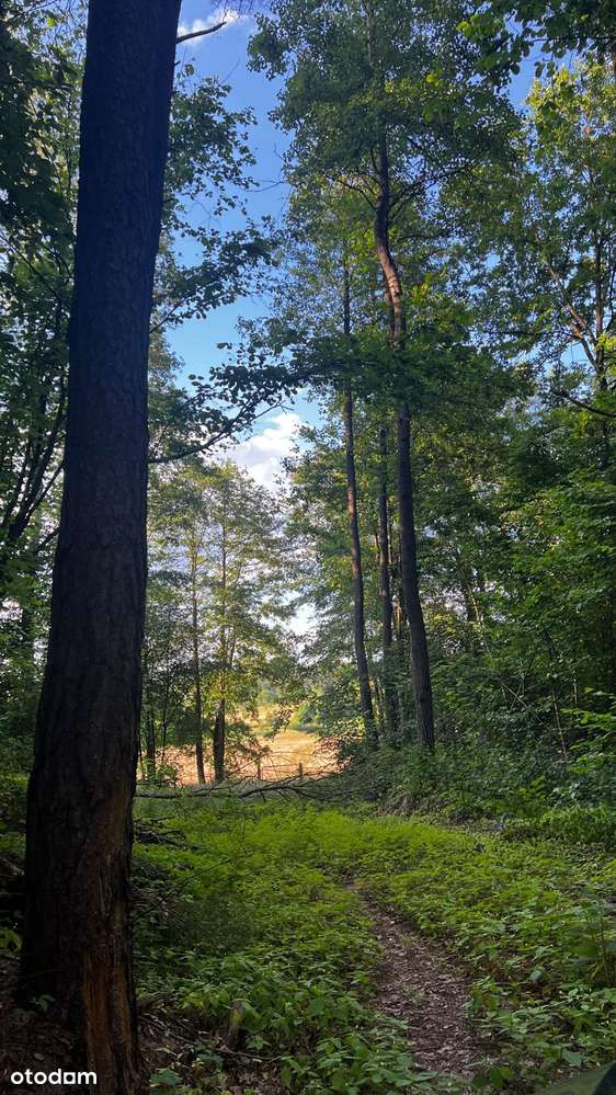 Działka w starym Lesie - Pełny obrazek: 4/11