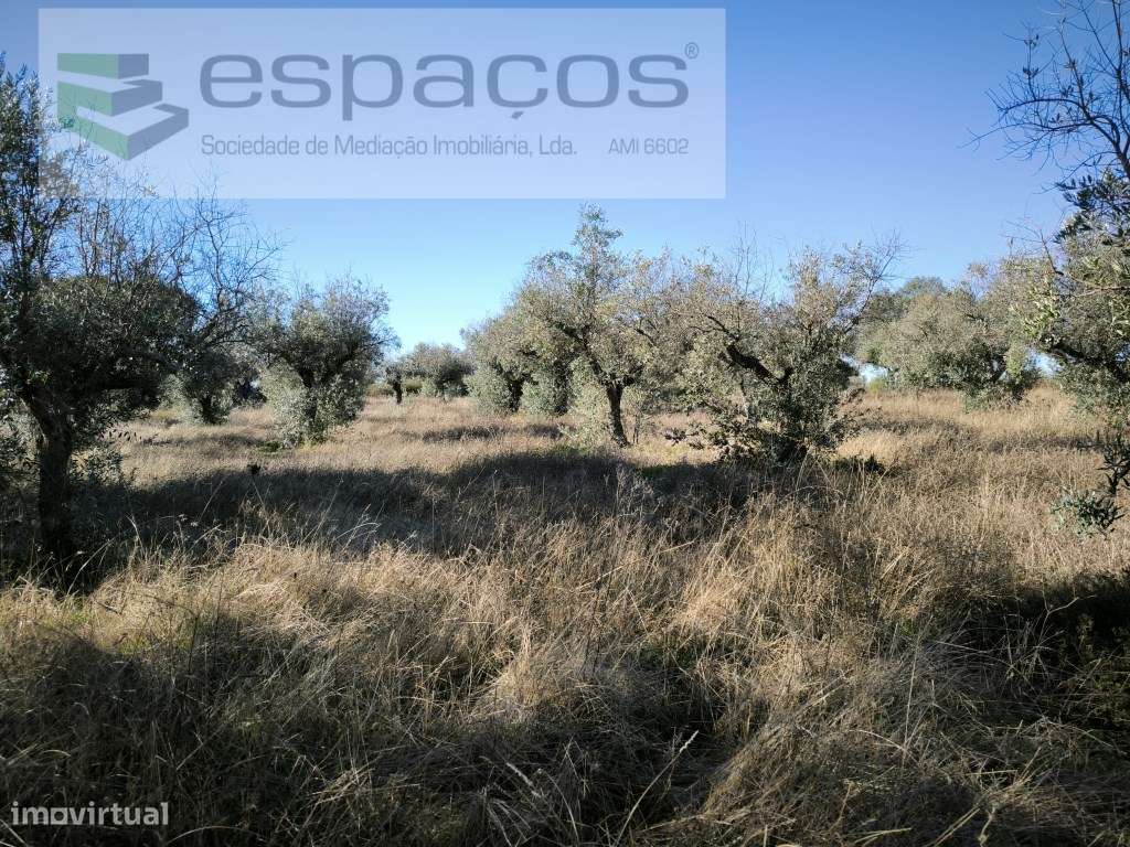 Olival da Lomba - Salgueiro do Campo - Grande imagem: 4/7