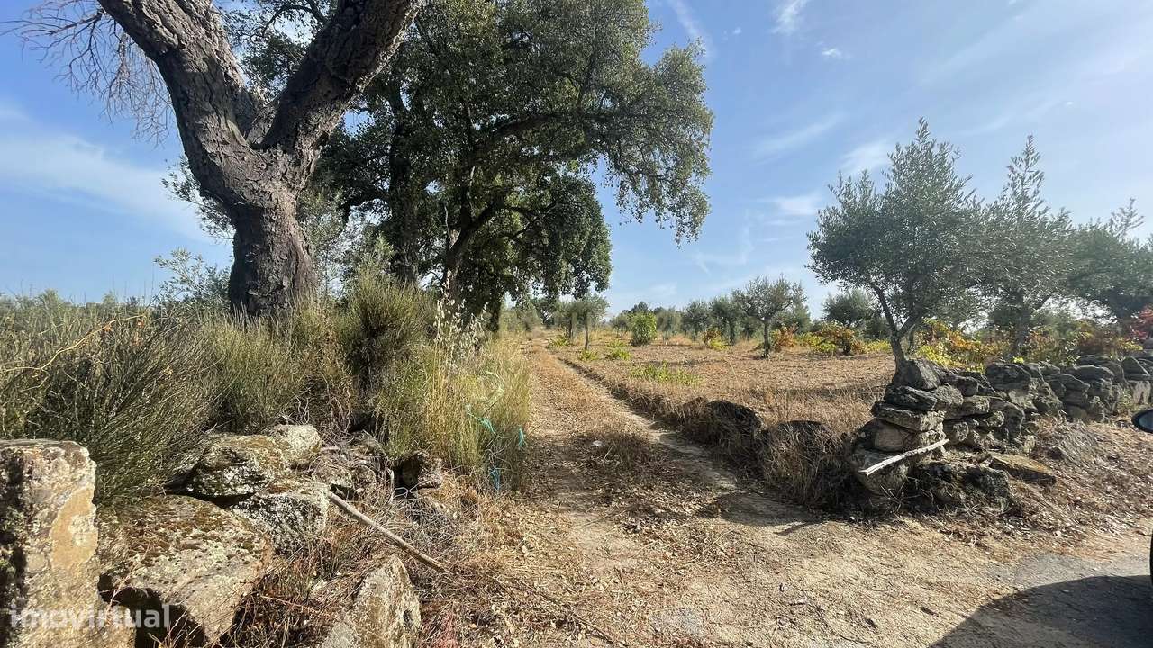 Terreno rústico | Lousa CTB, Castelo Branco - Grande imagem: 4/11