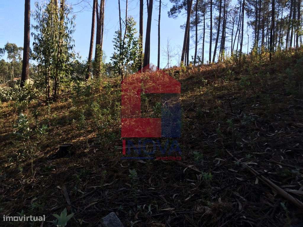 Terreno para plantação, Carreiras São Miguel - Grande imagem: 5/13