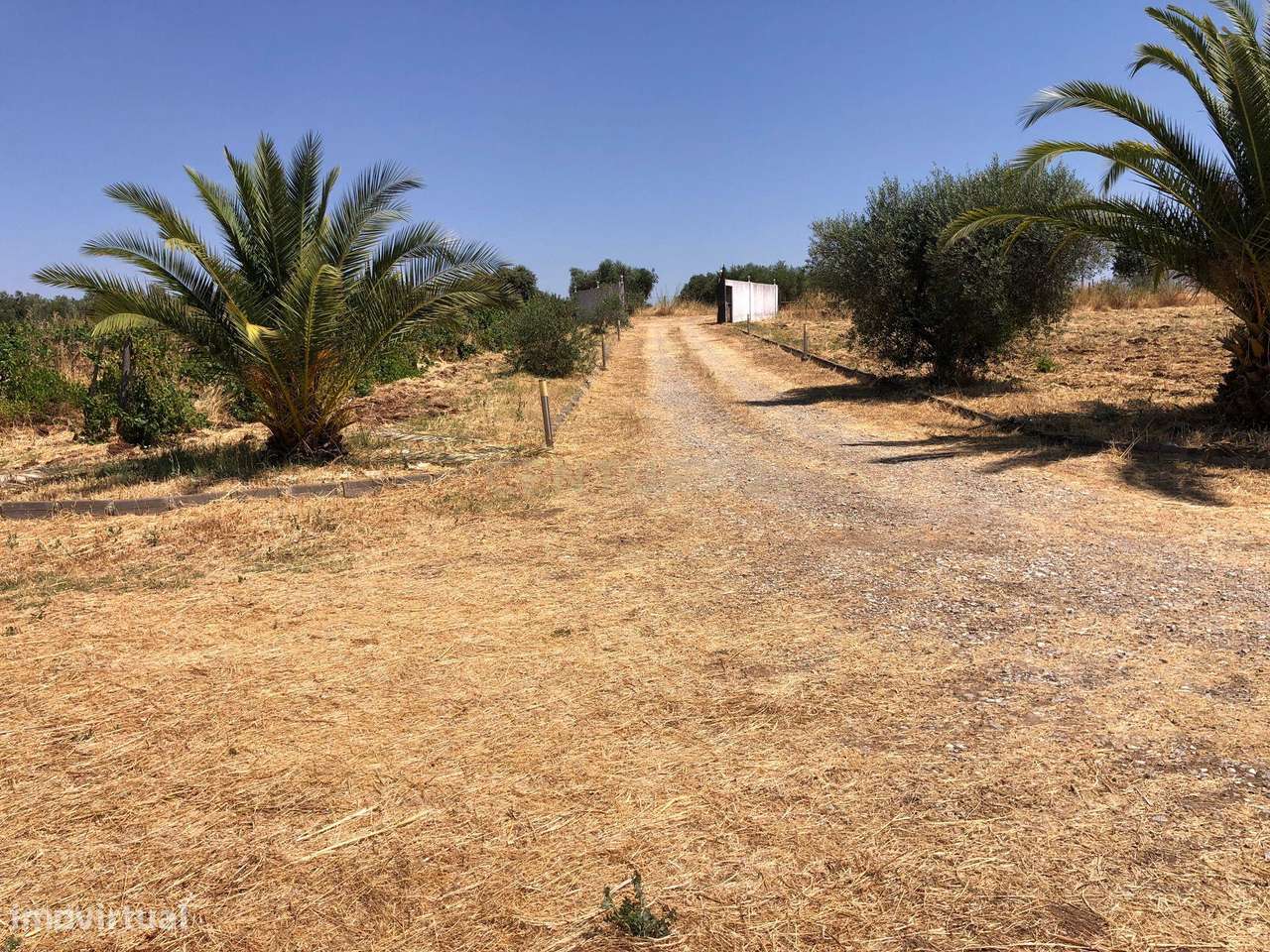 Espetacular Moradia com Piscina e Vinhedo em Campo Maior - Grande imagem: 4/51