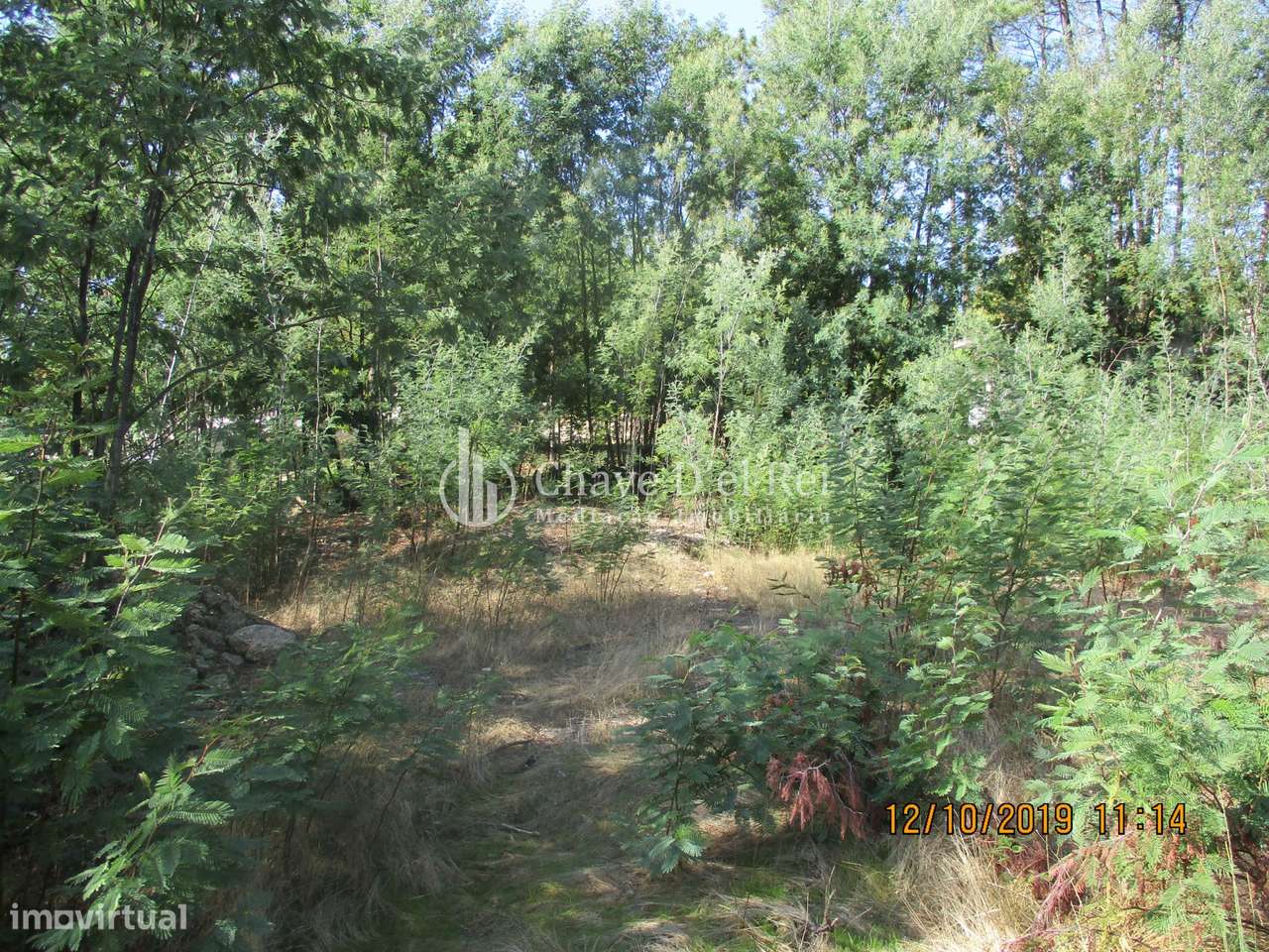 Terreno  Venda em Santiago de Cassurrães e Póvoa de Cervães,Mangualde - Grande imagem: 3/5