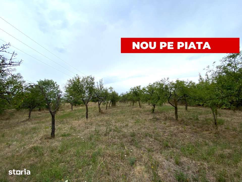 Teren intravilan 1.765 mp in Poiana Lacului, AG - Imagine principală: 3/5