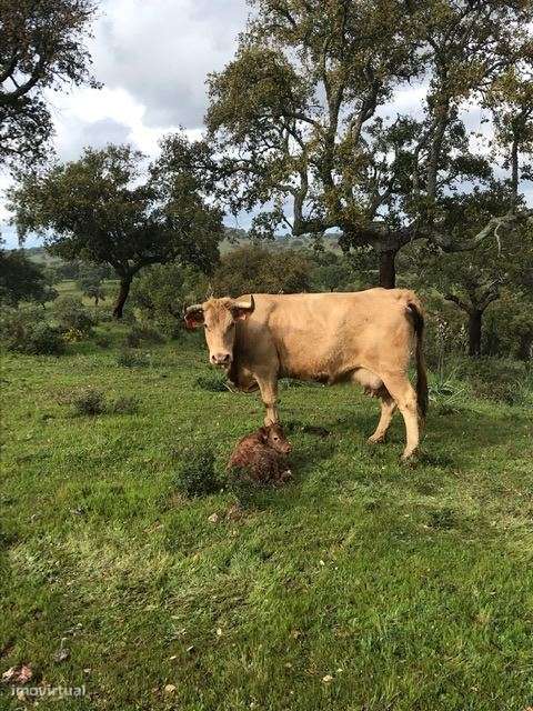 Herdade, para venda, Moura - Safara e Santo Aleixo da Restauração-6