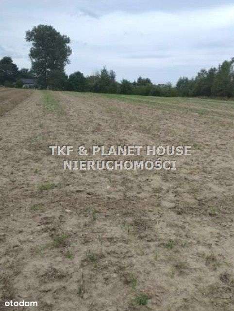 Działka Rolna 9100m2 Werówka gm.Drzewica - Pełny obrazek: 3/4