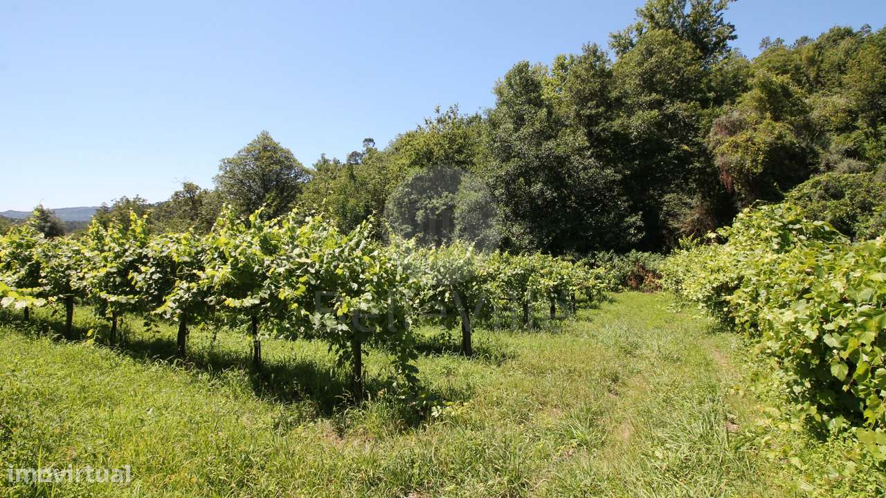 Quinta entre Amares e Gerês com casa para recuperar e vinha - Grande imagem: 5/21