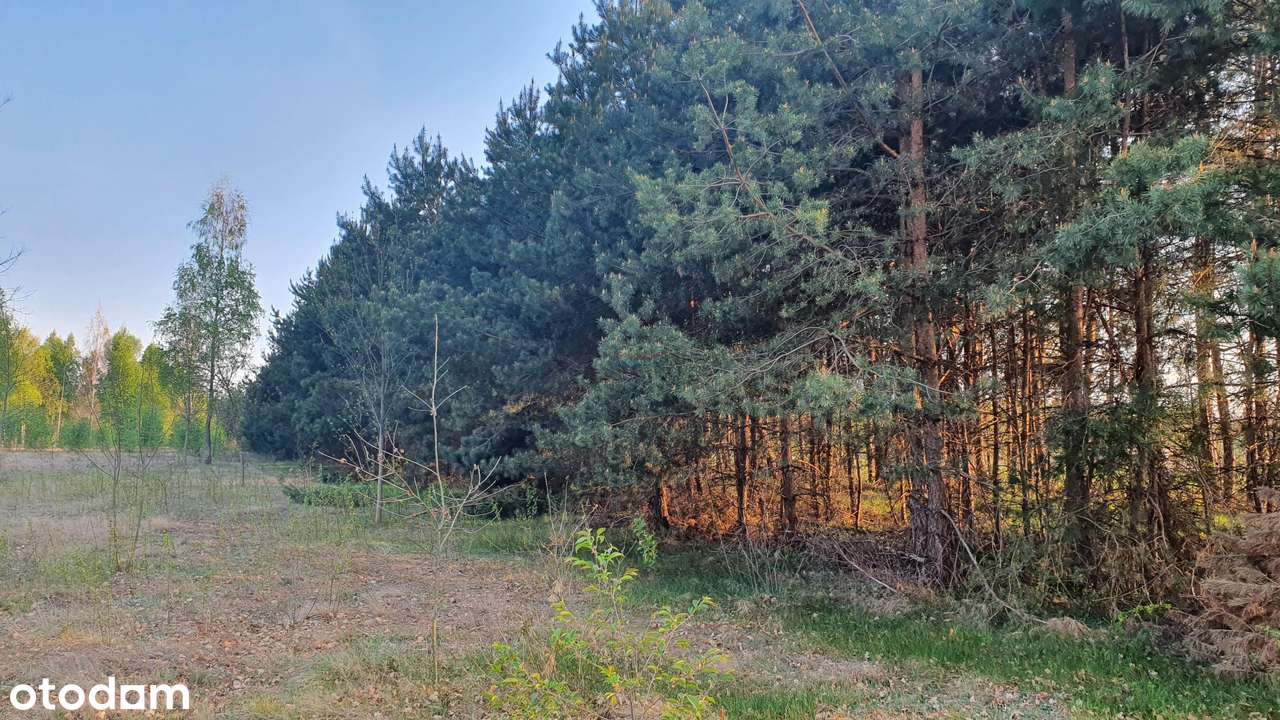 Działka, 4089.0 m², Mirowice - Pełny obrazek: 4/6