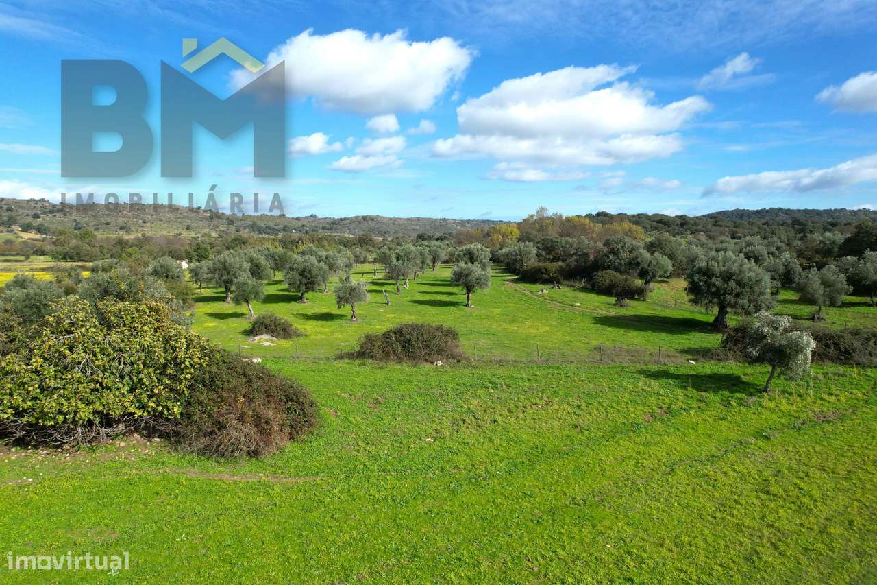 Quinta  Venda em Oledo,Idanha-a-Nova - Grande imagem: 5/30