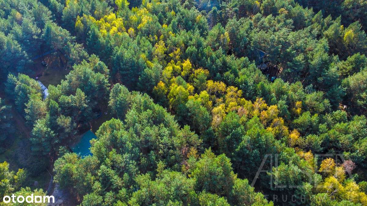 Działki z WZ na skraju Lasu Państwowego - Pełny obrazek: 4/20