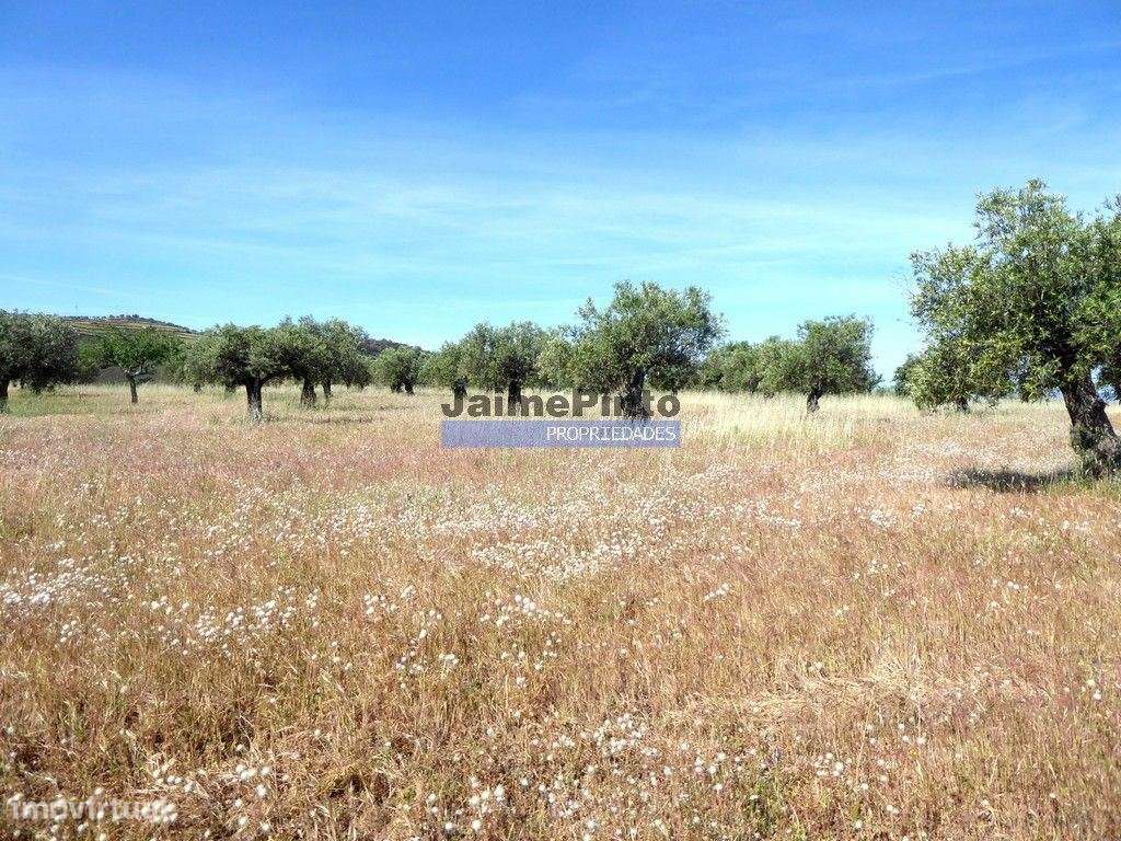 Olival de 6,9ha + Olival de 3ha, Escalhão. Portugal, F. C. Rodrigo,...-2