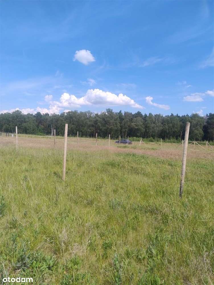 Działka przy lesie w Sepnie koło Zielątkowa - Pełny obrazek: 3/18