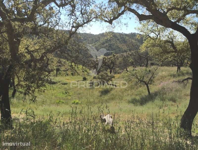 Terreno para Eco Resort parque Natural - Grande imagem: 2/10