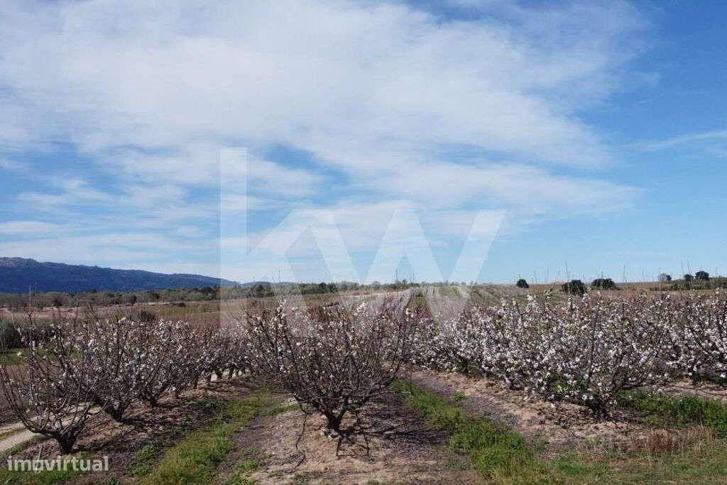 VENDA HERDADE COM PRODUÇÃO DE CEREJAS e PESSEGUEIROS - Grande imagem: 4/34