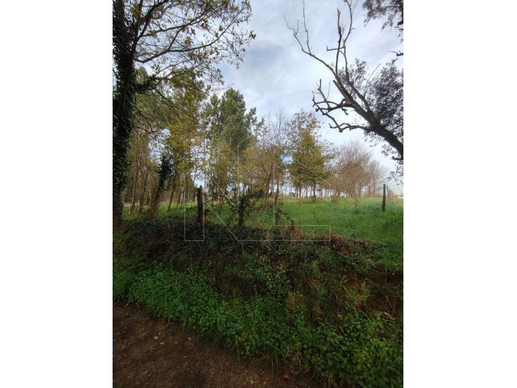 Terreno para Construção - Oliveira do Bairro - Grande imagem: 3/4