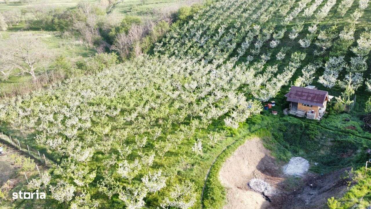 Hala - Spatiu Comercial - Livada , Sat Ciuturesti - Com. Secuieni-10