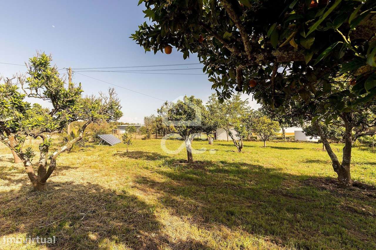 Quinta de 9250m2 c/ Moradia T4 térrea, anexo e armazém | Azaruja-52