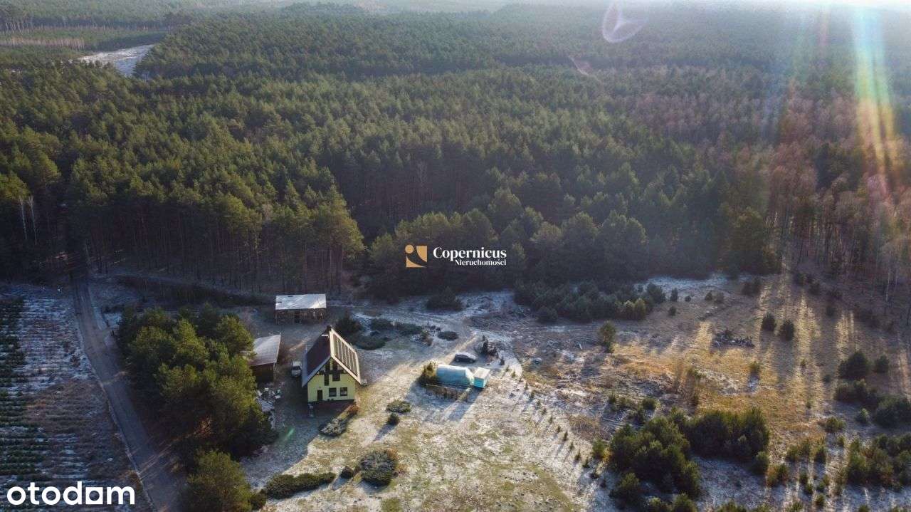 działka pokryta lasem + w otoczeniu lasu - Pełny obrazek: 2/13
