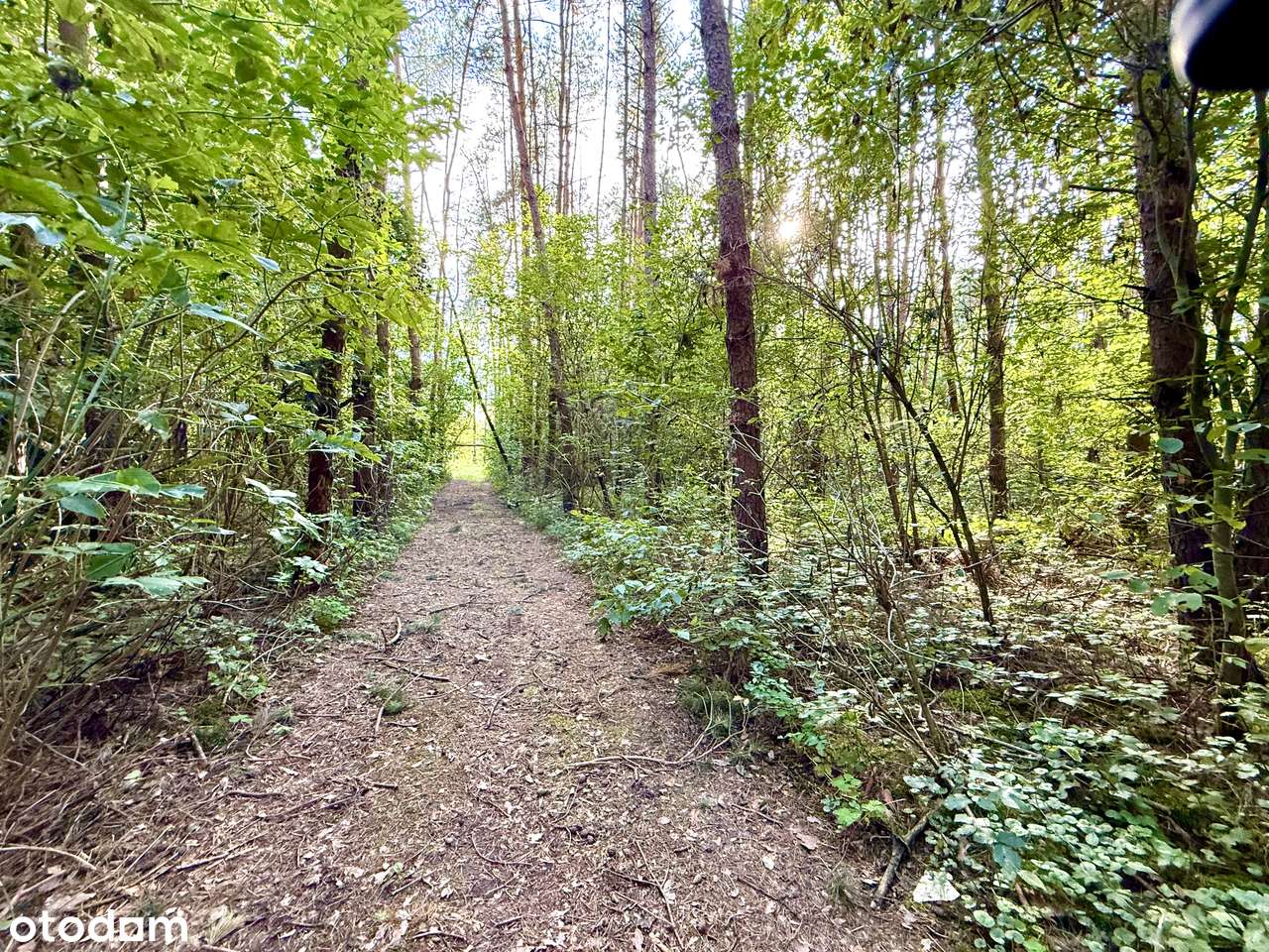 Działka w sercu lasu z dostępem do rzeki Liwiec - Chodów-8