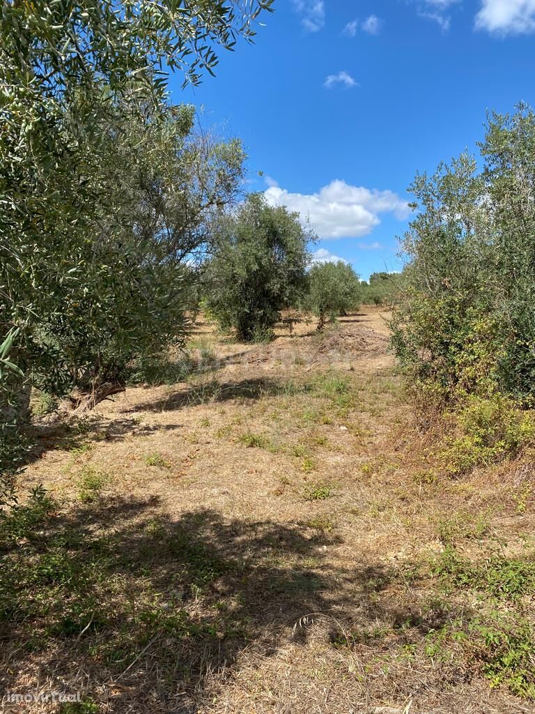 Terreno rustico para Venda em Serra /Junceira- Tomar