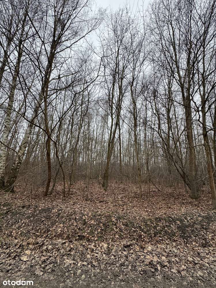 Szczęsne. Działka leśna z dużym potencjałem.-4