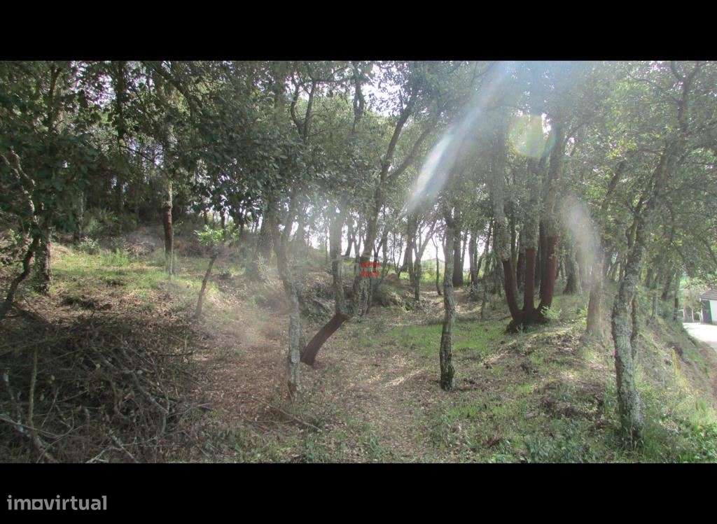 Terreno com Pinhal - Grande imagem: 2/9