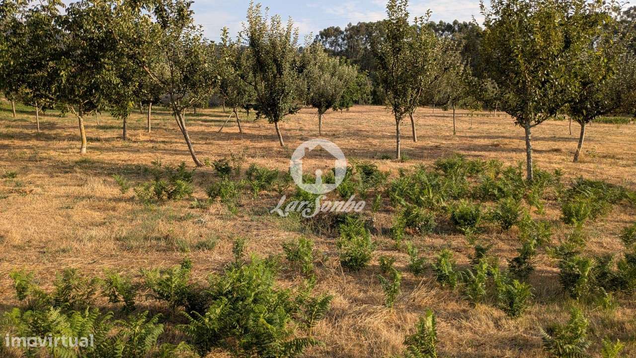Terreno plano com 4.210m2 junto à cidade de Fafe - Grande imagem: 4/8