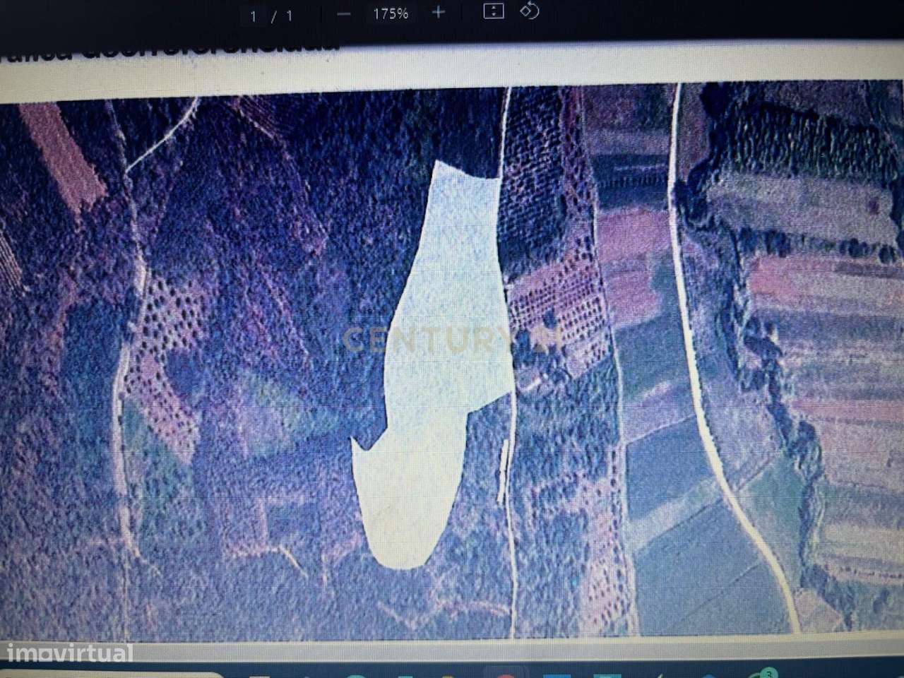 Terreno com Eucaliptal e outras árvores - Grande imagem: 5/5