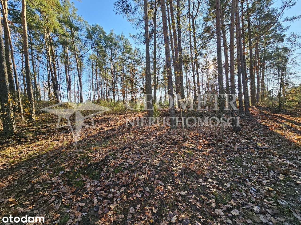 Osiedle Ekologiczne. leśna z prawem zabudowy - Pełny obrazek: 5/7