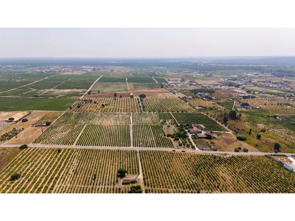 Herdade vinhateira próxima de Setúbal-31