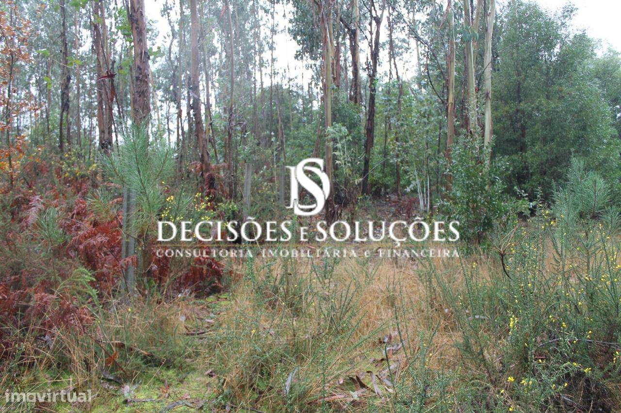 Terreno, Porto, Paços de Ferreira, Carvalhosa - Grande imagem: 2/8