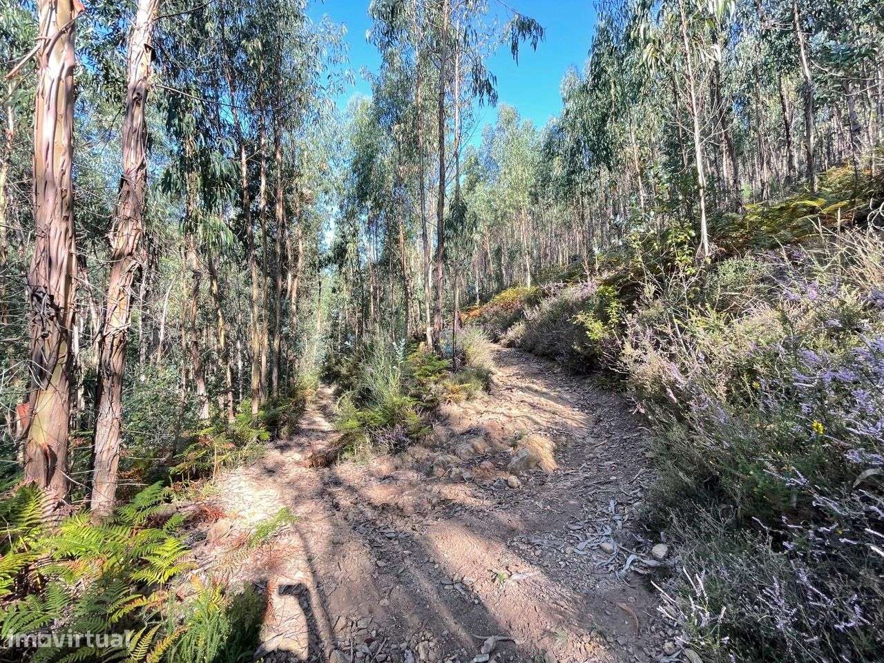 Terreno Localizado em Varziela - 75 000m2-5