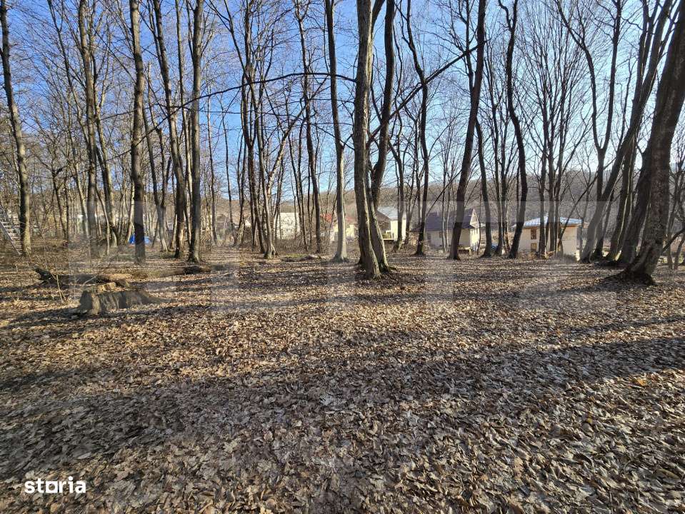 Teren cu sufrafata de 3000 mp in Padurea Faget - Imagine principală: 4/4