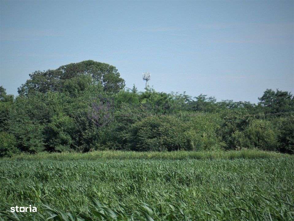 LAZU - Teren intravilan 1500 mp, cu deschidere la DN39!-6