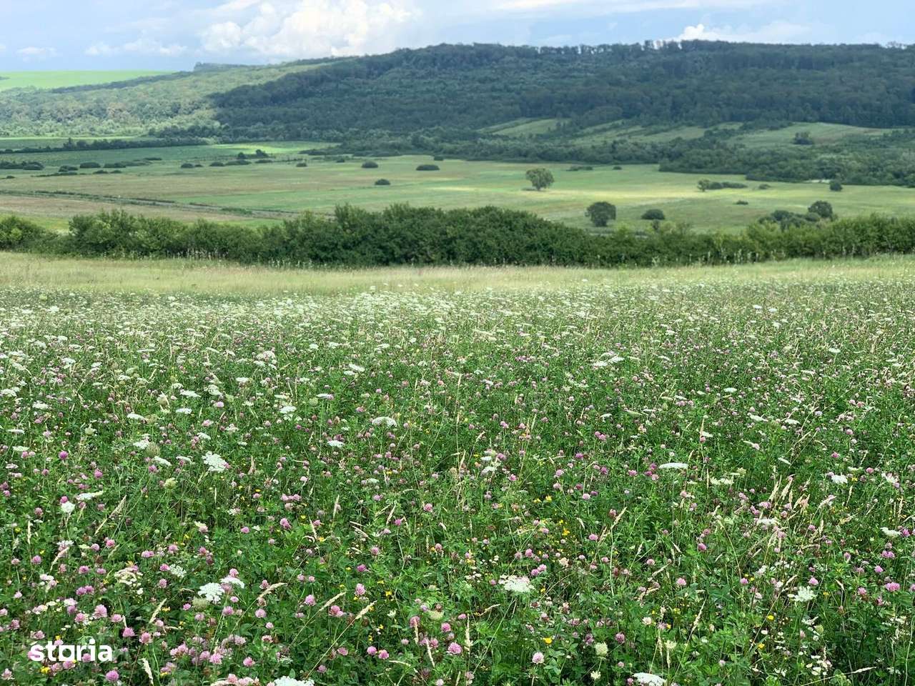 Teren arabil de 630 hectare în Galați - Imagine principală: 3/3