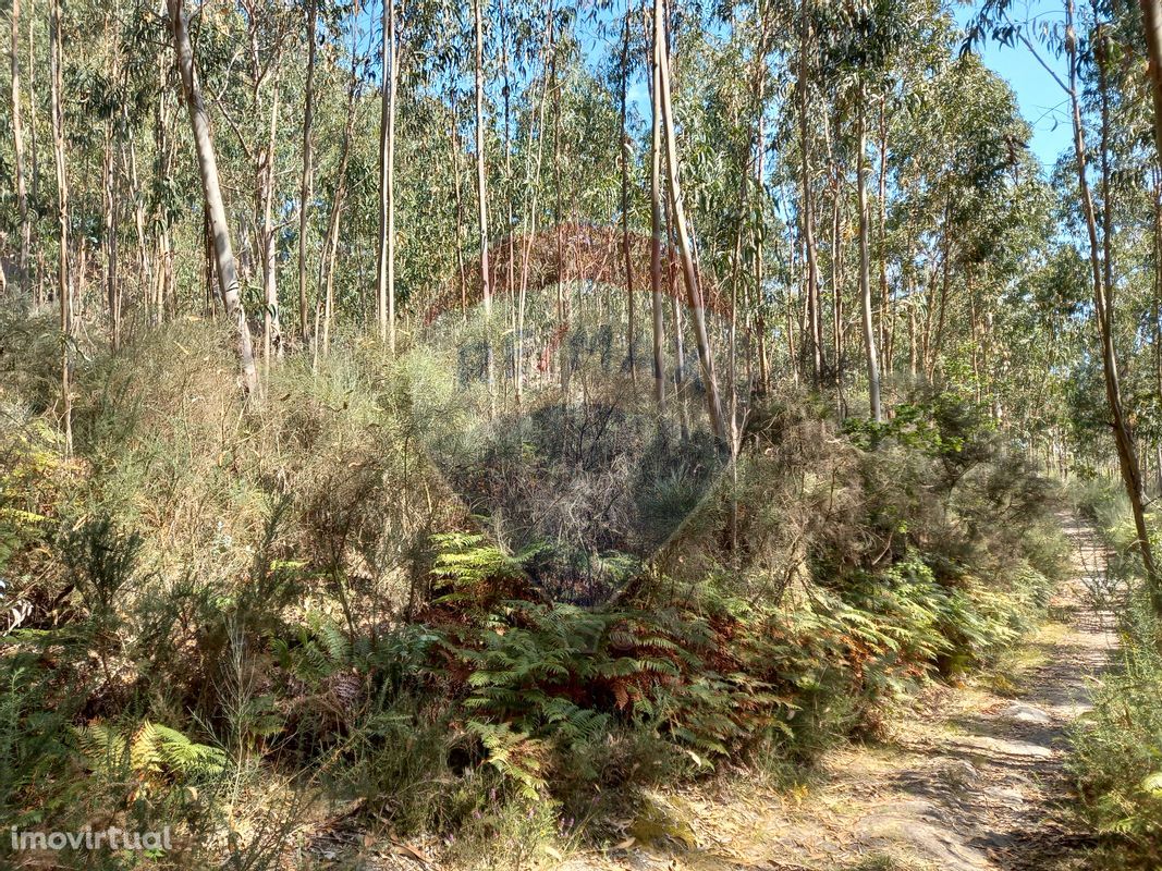 Terreno  para venda